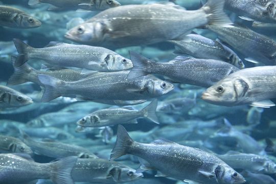 Seabream shoal