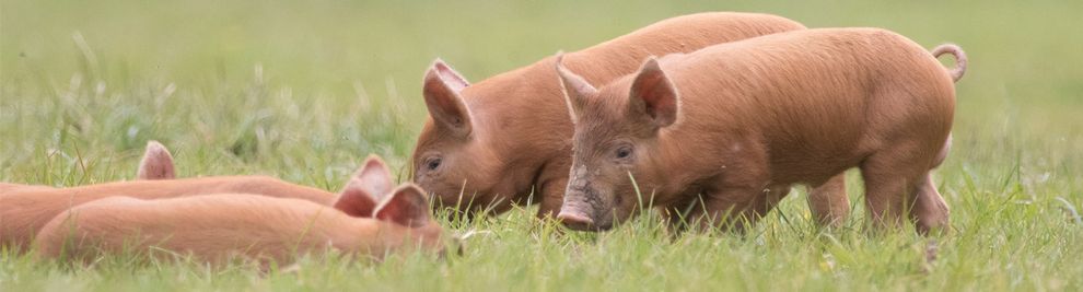 Braune Schweine vom Knepp Estate auf der Weide