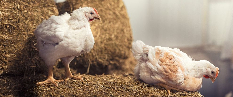 Zwei Masthähnchen auf Heuballen.