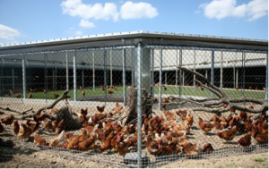 Good housing and feeding system