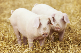 Pigs on straw