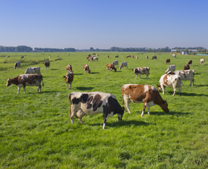 Argumente, die für artgerechte Tierhaltung sprechen