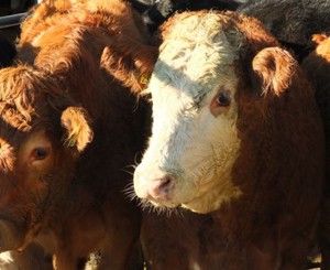 Probleme artgerechte Haltung - Fleischrinder