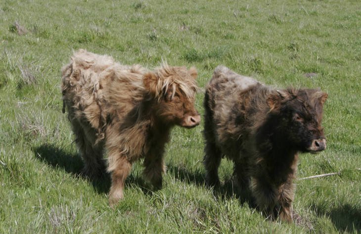 Potenziell können mindestens 398 Millionen weitere Tiere von Partnerschaftsprojekten mit führenden Unternehmen profitieren Calves In Field 2000x1300.jpg