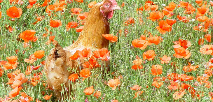 In direkter Zusammenarbeit mit einflussreichen Lebensmittelunternehmen werden jährlich mehr als 1 Milliarden Tiere von unserer Arbeit profitieren. Hens in poppies