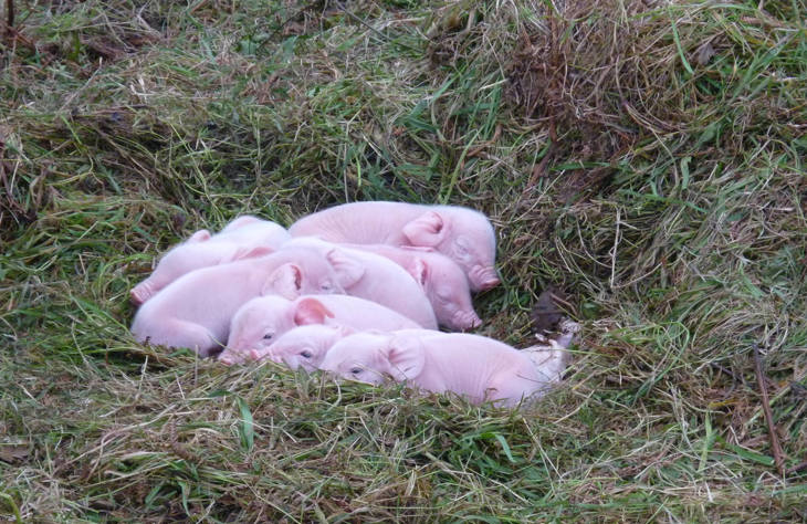 Über 641 Millionen Tiere werden jährlich davon profitieren Piglets Asleep In Field 2000x1300.jpg