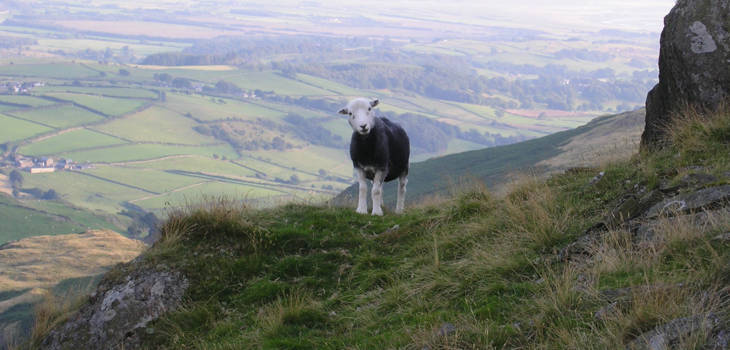Wenn Unternehmen von ihren Verpflichtungen zurücktreten Sheep on hill 2000x1300.jpg