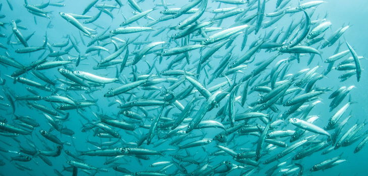 Der Business Benchmark on Farm Animal Welfare (BBFAW) – ein einflussreiches Instrument für Wandel in der Lebensmittelindustrie Shoal of Sardines
