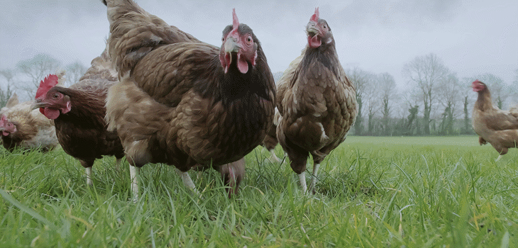 5933 Waitrose Spring Chickens R2