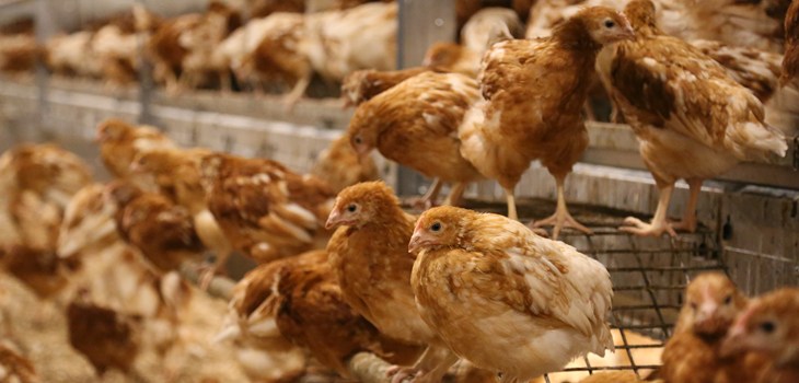 Noble Foods - Rearing System Perching and Ramps