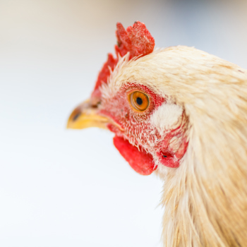 Fileni group italy tritt european chicken engagement bei